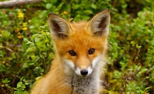 Zorro