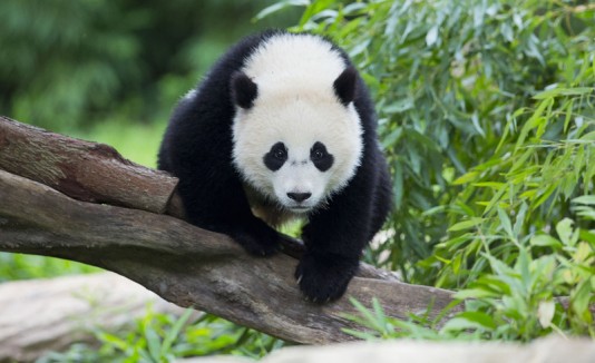 Un panda travieso
