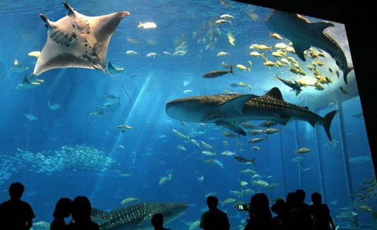 Tiburones y mantarraya