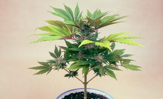 Planta de cannabis o marihuana