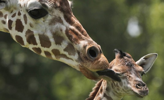 Beso de mamá
