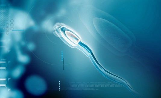 Espermatozoide