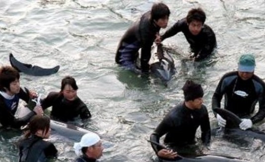 Delfines