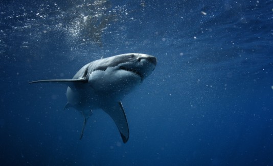 Tiburón en el mar