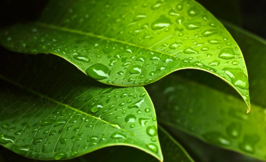 LLuvia