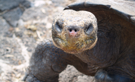Tortuga gigante