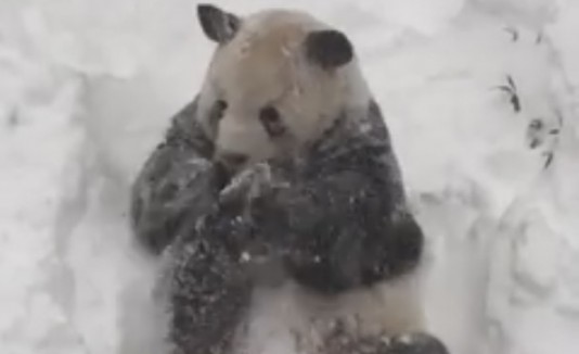 Tian Tian