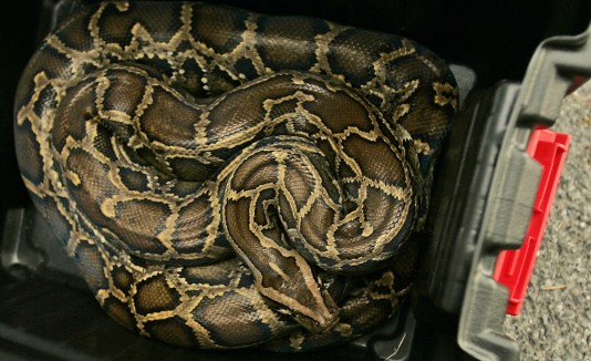 serpiente