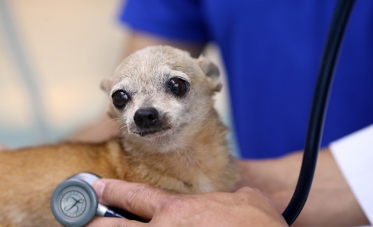 Veterinario