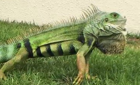 Iguana 2