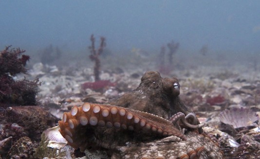 Pulpo