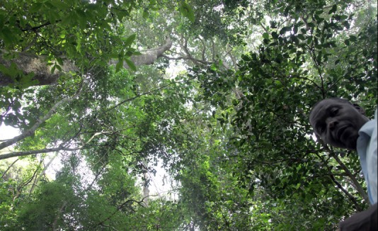 Selva de zika