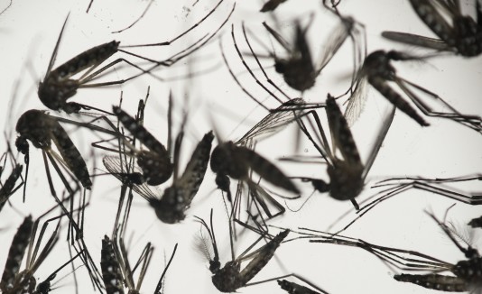 Zika