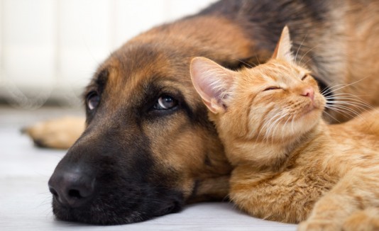 Perros y gatos