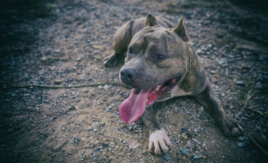Pitbull