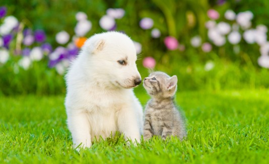 Perro y gato