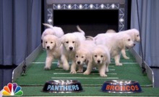 Puppy Bowl
