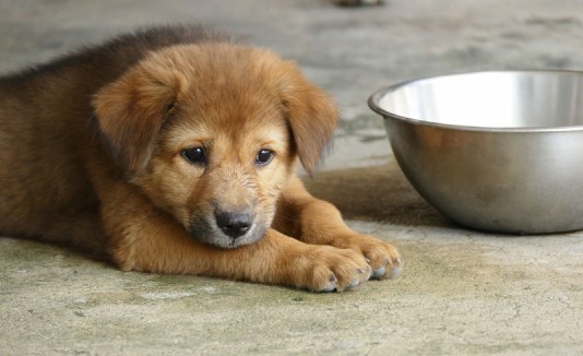 Cachorro