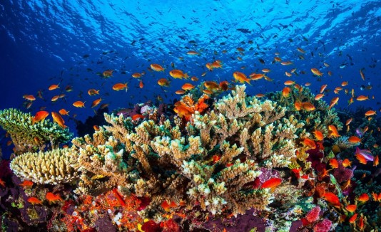 Bajo el mar