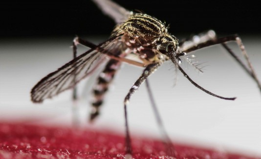 Zika