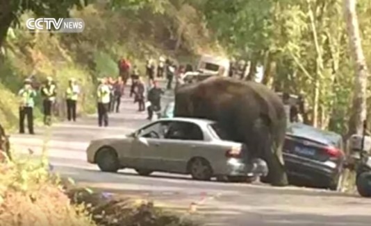 Elefante