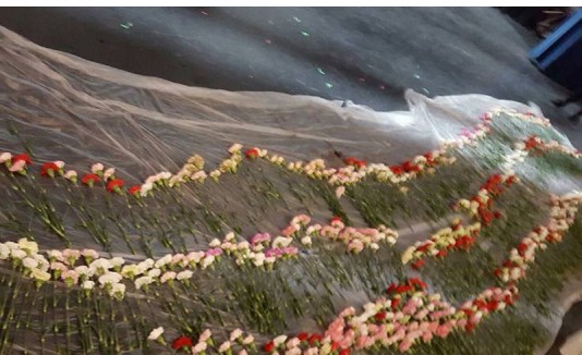 Flores