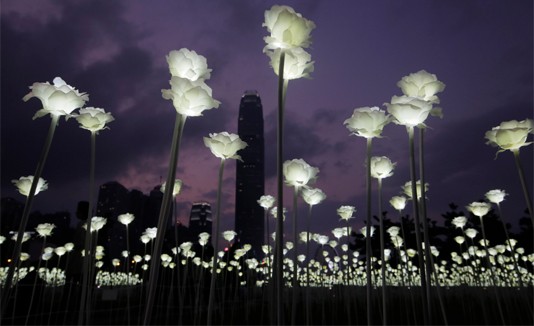 Light Rose Garden