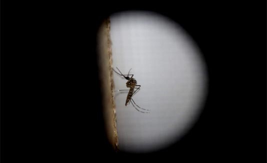 Zika