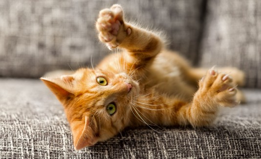 La edad de los gatos, suele ser más complicada que la de los perros.