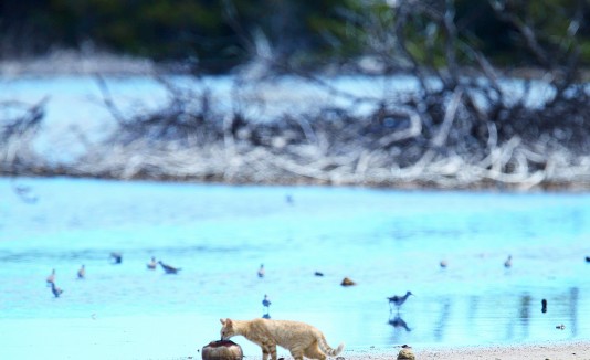 Estudios demostraron que la industria de la sal es favorable para el hábitat del Playero, pues en sus lagunas salitrales se producen gran cantidad de microorganismos.