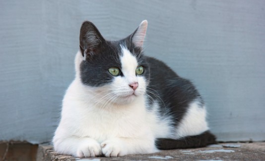 Gato