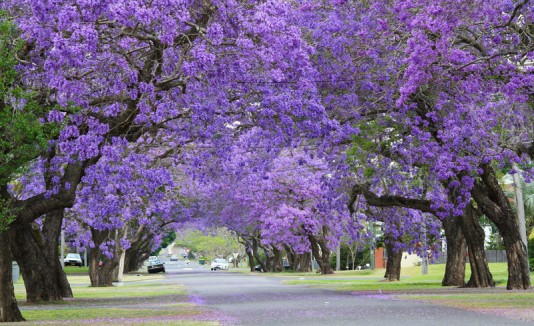 Jacaranda