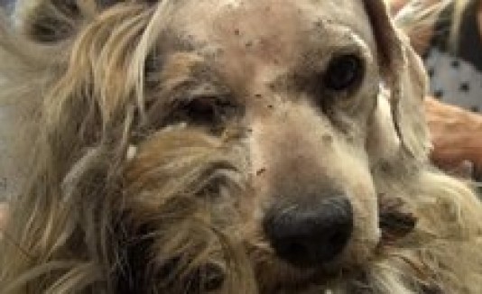 Hope For Paws presenta el caso de un perrito aterrado