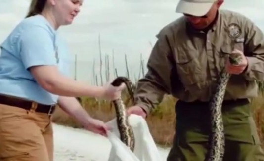 Serpiente
