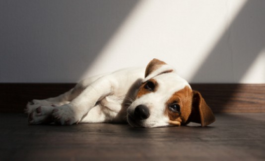 Perro