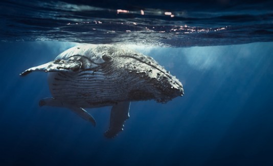 Ballena