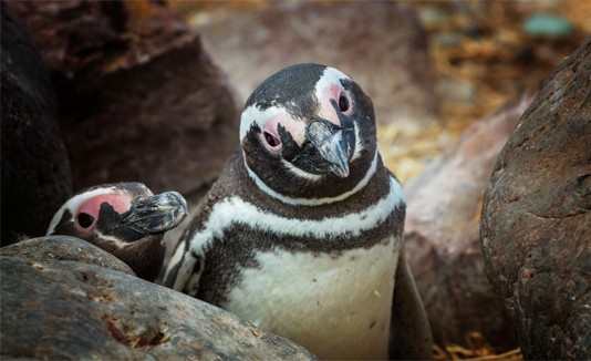 Pinguino de Magallanes