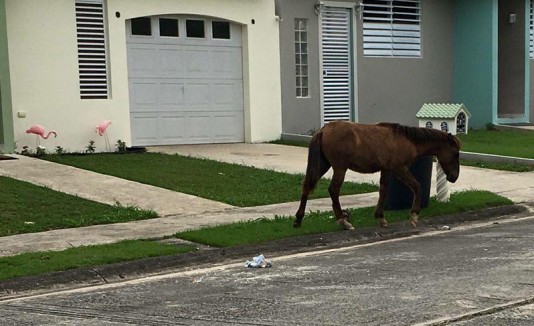 Caballo