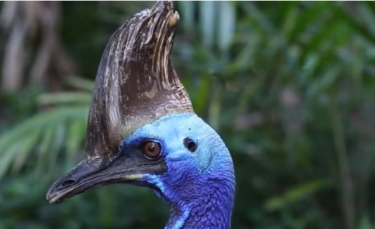 Ave dinosaurio