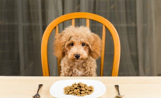 Dog eating