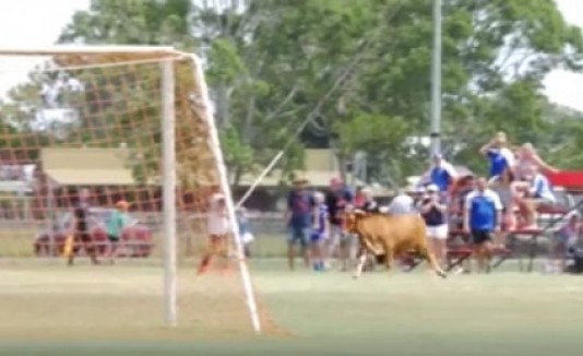 Toro entra a campo de fútbol
