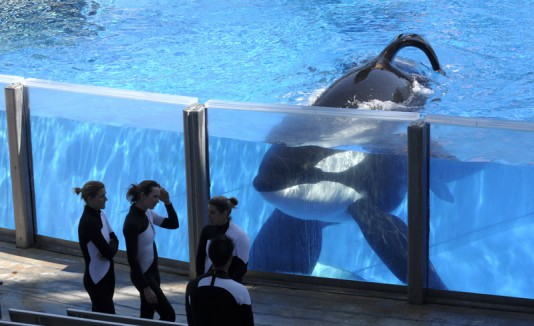 Orcas
