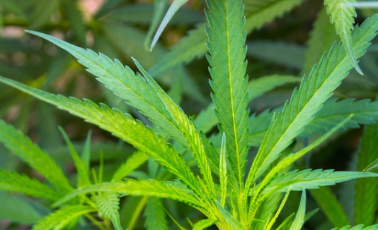 Marihuana