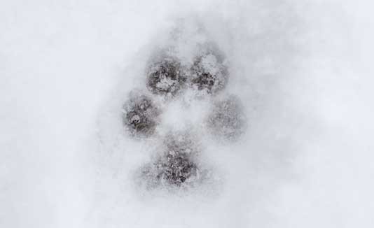 Perro, Nieve, Huella