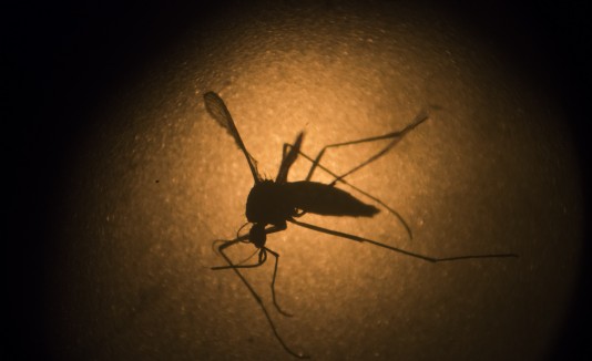 Mosquito
