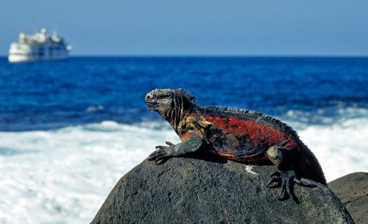 Iguanas en isla Fernandina, Galápagos