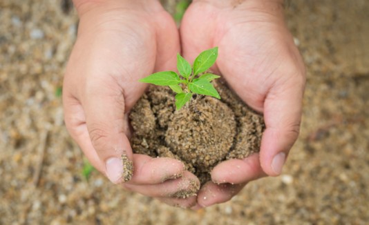 Arbol pequeño