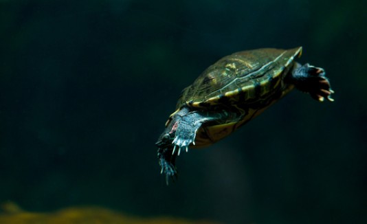 Tortuga