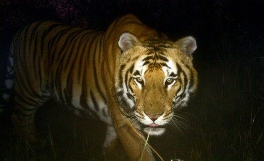 Tigre