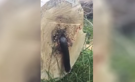 YouTube: Hombre corta árbol y lo que encontró fue sorprendente